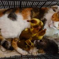 Katze im ein Korb mit Kätzchen und Empfang Moschus Ente Entenküken. Katze fördern Mutter zum das Entenküken foto