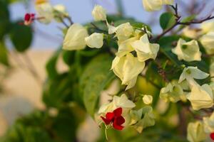 Weiß und rot Blumen im das hell Garten foto