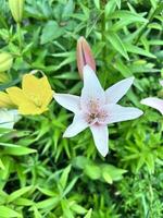 ein schließen oben von ein Blume mit Gelb und Rosa Blütenblätter foto