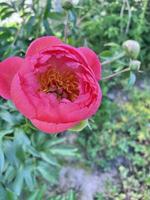 ein Rosa Pfingstrose Blühen im das Garten foto