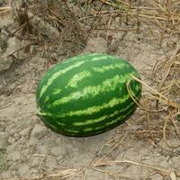 Wassermelone, gezupft von das Garten, Lügen auf das Boden. foto