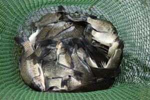 Fluss Fisch im ein Grün Plastik Gitter im ein Teich. Fisch fangen. Karpfen ein foto