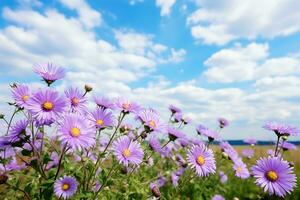 ai generiert Nahansicht von lila Gänseblümchen im ein sonnig Feld foto