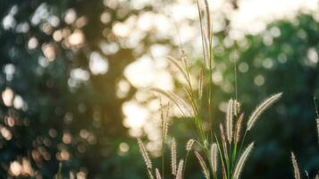 Feder Pennisetum Gras auf verwischen Hintergrund foto