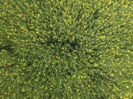 Feld von blühen vergewaltigen. oben Aussicht von das Drohne. vergewaltigen, ein syderatisch Pflanze mit Gelb Blumen. Feld mit Seitenzahlen foto
