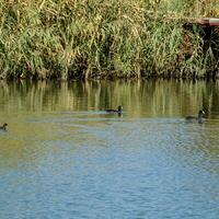 Enten Schwimmen im das Teich. wild Stockente Ente. Drakes und weiblich foto