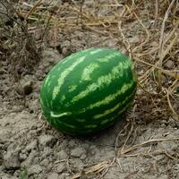 Wassermelone, gezupft von das Garten, Lügen auf das Boden. foto