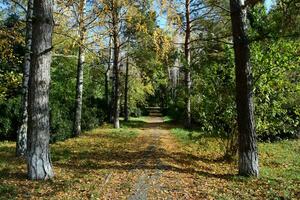 Sammlung von schönen bunten Herbstblättern foto