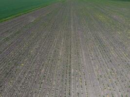 Sämlinge von Mais. Feld von jung Mais. schießt von Mais auf das Feld. Futter Mais zum Silage. foto