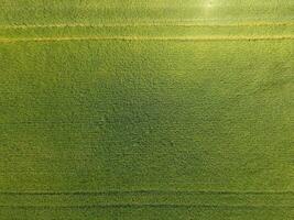 Grün Weizen im das Feld, oben Aussicht mit ein Drohne. Textur von Weizen Grün Hintergrund. foto