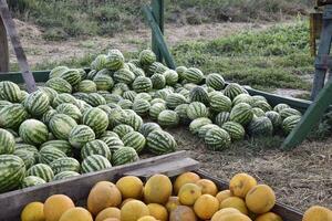 gesammelt im ein Stapel von Melonen und Wassermelonen foto