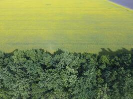 Feld von blühen vergewaltigen und Wald Gürtel zum Wind Schutz. vergewaltigen, ein syderatisch Pflanze mit Gelb Blumen. Feld mit sideriert. foto