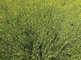 Feld von blühen vergewaltigen. oben Aussicht von das Drohne. vergewaltigen, ein syderatisch Pflanze mit Gelb Blumen. Feld mit Seitenzahlen foto