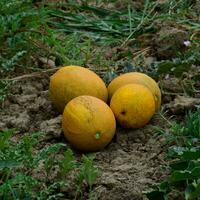 Melonen, gezupft von das Garten, legen zusammen auf das Boden foto