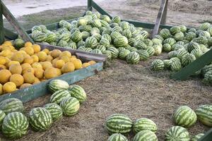 gesammelt im ein Stapel von Melonen und Wassermelonen foto