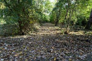 Sammlung von schönen bunten Herbstblättern foto