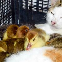 Katze fördern Mutter zum das Entenküken foto