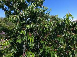 Geäst von Kirschen mit reif Beeren. reif Süss Kirsche auf ein Baum. Reifung von Beeren von Süss Kirsche foto