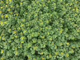 Feld von Sonnenblumen. oben Sicht. foto