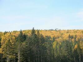 das Herbst Holz im das weit Osten foto