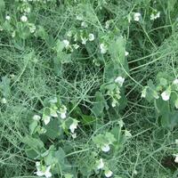 Blühen Erbsen im das Feld. blühen von Hülsenfrüchte. Blumen von Erbsen foto