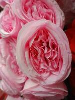 Rosen Blume Blühen Schönheit Natur und Sanft verwischen foto