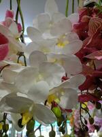 Orchideen Blume Blühen Schönheit Natur bunt Sanft verwischen foto