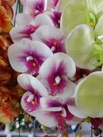 Orchideen Blume Blühen Schönheit Natur bunt Sanft verwischen foto