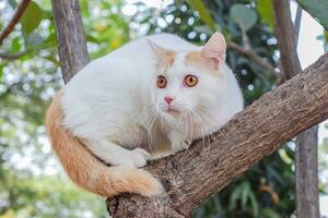 Porträt von ein inländisch Stammbaum Katze felis catus foto