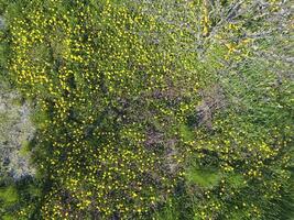 oben Aussicht von ein Blume Clearing im das Garten. Löwenzahn sind Gelb Blumen und andere Blumen foto