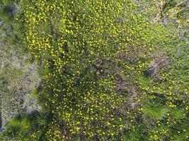 oben Aussicht von ein Blume Clearing im das Garten. Löwenzahn sind Gelb Blumen und andere Blumen foto