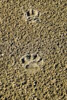 ein Hund Spur im das Sand. ein Hund war Gehen entlang das Strand foto