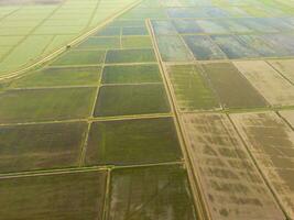 das Reis Felder sind überflutet mit Wasser. überflutet Reis Reisfelder. agronomisch Methoden von wachsend Reis im das Felder. foto