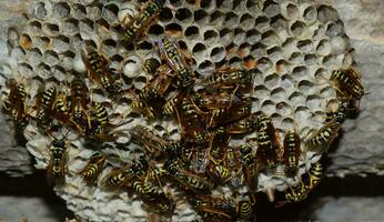 Wespe Nest mit Wespen Sitzung auf Es. Wespen Polist. das Nest von ein Familie von Wespen welche ist genommen ein Nahansicht foto