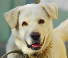 süß Labrador Hund foto