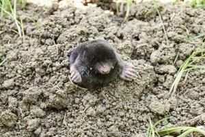 Maulwurf klettert aus von das Loch. schwarz Mol. ein Hügel von Erde von ein Mol. ein unter Tage Tier ist ein Mol. foto