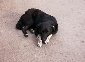 obdachlos Hund Nahansicht draußen foto