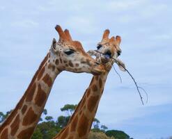 Giraffen auf Himmel foto