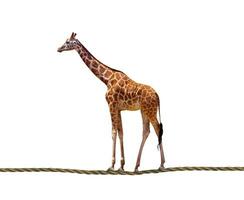 komisch Giraffe Nahansicht foto
