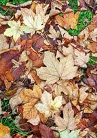 fallen Blätter im Park foto