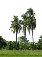 Kokosnuss Baum auf Weiß Hintergrund mit Ausschnitt Pfad und Alpha Kanal. foto