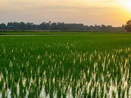 das schön Sonnenuntergang Aussicht im das Himmel und das Natur Schönheit Aussaat im das Paddy Pflanze. foto