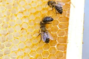 flauschige Biene auf Waben. Honig hat ein einzigartig Geschmack und Aroma Das werden Hilfe Sie genießen das echt Leckereien von Natur foto