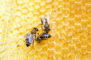 drei Bienen auf Waben Essen frisch Honig gesammelt im Frühling im frisch Wachs foto