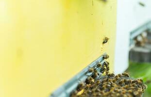 Bienen beim alt Bienenstock Eingang. Bienen Rückkehr von Honig Sammlung zu Gelb Bienenstock. Bienen beim Eingang. Honigbiene Kolonie Wachen Bienenstock von Plündern Honigtau. Bienen Rückkehr zu Bienenstock nach Honigfluss. Kopieren Raum foto