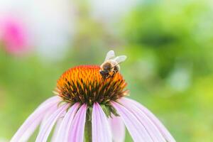 Biene Nahansicht auf ein Blume von Echinacea, Sonnenhut. das Biene sammelt das Nektar von das Blume von Echinacea purpurea. foto