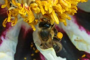 Weiß Pfingstrose Blume schließen oben Detail. Honig Biene mit ein Quark auf das befleckt Peon Staubblätter. Bienen sammeln Pollen von Paeonia Suffruticosa, Baum Pfingstrose oder paeony Blume. viele Bienen Innerhalb das Blume. foto