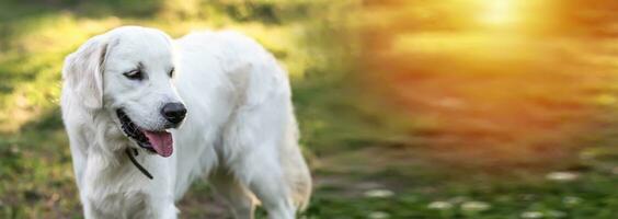 ein schön Hund von das golden Retriever Rasse gegen das Hintergrund von Gras. Gehen das Hund im das Sommer. Porträt von ein gesund Hund kleben aus seine Zunge. foto