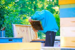 Imker inspizieren Bienenwabe Rahmen beim Bienenhaus beim das Sommer- Tag. Mann Arbeiten im Bienenhaus. Imkerei. Bienenzucht Konzept. foto