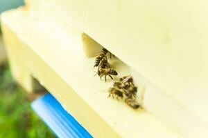 schließen oben von fliegend Bienen. hölzern Bienenstock und Bienen. viel von Bienen beim das Eingang von alt Bienenstock im Bienenhaus. Arbeiten Bienen auf Planke. Frames von ein Bienenstock. foto